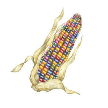 Indian corn watercolor illustration. Colorful rainbow ornamental cob of Calico corn. Clipart of the heirloom glass gem maize plant for autumn decor, harvest festival, Thanksgiving cards, invitations