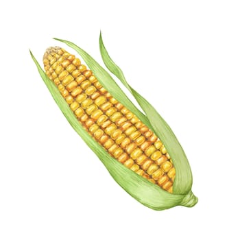 Corn, yellow golden cob with green husk in watercolor. Realistic illustration of Autumn harvest plant. Fresh produce clipart for farmers market, Thanksgiving decor for cards, invitations, label, menu