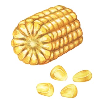 Corn, half of the cob with kernels in watercolor. Corn kernels, seeds of maize plant. Fresh produce clipart for food packaging, farmers market, Thanksgiving decor for cards, invitations, label, menu