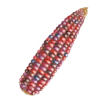 Indian corn watercolor illustration. Colorful red ornamental cob of flint, Calico corn. Clipart of the heirloom maize plant for autumn produce decor, harvest festival, Thanksgiving cards, invitations
