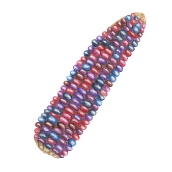 Indian corn watercolor illustration. Colorful red blue ornamental cob of flint, Calico corn. Clipart of the heirloom maize plant for autumn decor, harvest festival, Thanksgiving cards, invitations