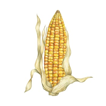 Corn, yellow golden cob in watercolor. Realistic illustration of Autumn harvest plant with dry husk. Seasonal festive produce clipart for farmers market, Thanksgiving decor, cards, invitation, label,