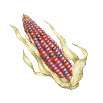 Indian corn watercolor illustration. Colorful red ornamental cob of flint, Calico corn. Clipart of the heirloom maize plant for autumn produce decor, harvest festival, Thanksgiving cards, invitations