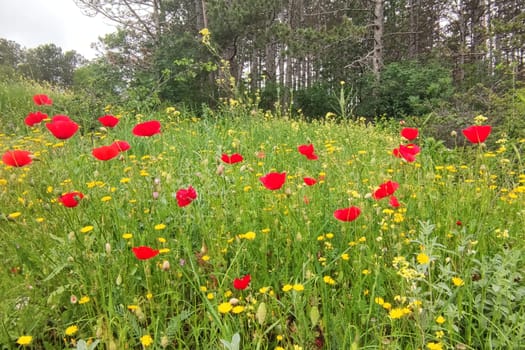 red blooming poppies in a meadow near the forest.