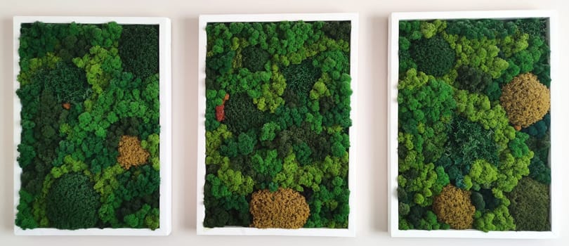 three paintings of decorative stabilized preserved forest moss on a white wall.