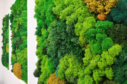 three paintings of decorative stabilized preserved forest moss on a white wall, side view.