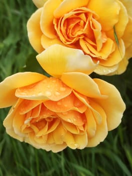 raindrops on the petals of a yellow tea rose close-up.