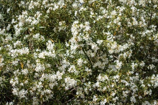 Full-frame view of a white oleander bush in full bloom. The dense foliage and vibrant flowers create a lush and natural scene.