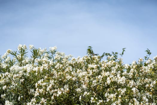 Dense oleander bush with white flowers set against a clear blue sky. The lush greenery and vibrant blossoms create a serene outdoor scene.