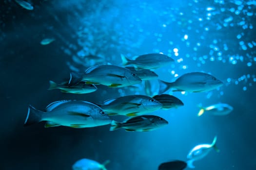 A school of fish swim together in an aquarium, creating a dynamic and lively underwater scene. The background features bubbles and soft light, enhancing the sense of movement.