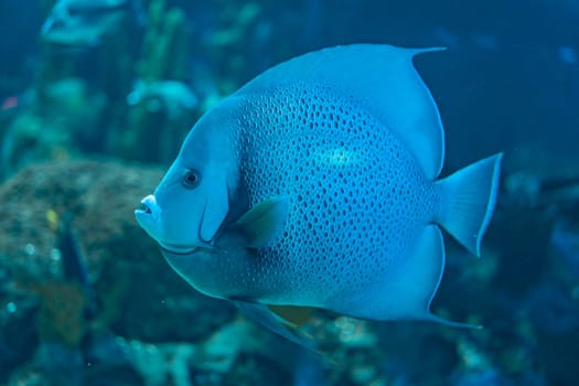 A detailed close-up of an angelfish swimming in an aquarium, highlighting the fish textured scales and serene expression. The background features blurred aquatic plants.