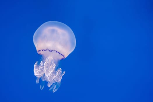 Translucent jellyfish drifting gracefully in blue water. The jellyfish delicate body and tentacles are highlighted against the vibrant blue background, creating a mesmerizing scene.