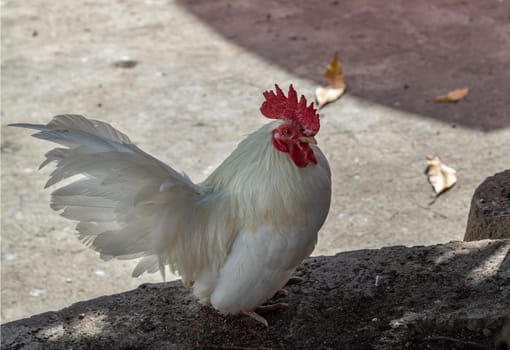 Beautiful white bantam chicken. White rooster standing on tree trunk in the garden, Copy space, Selective focus.