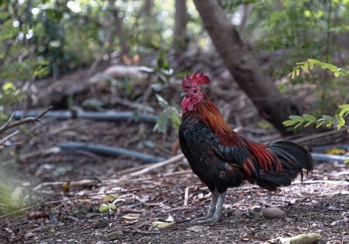 The beautiful rooster is standing among the nature environment. Red junglefowl is on the ground of the jungle, Thai bantam chicken of Native species, Space for text, Selective focus.