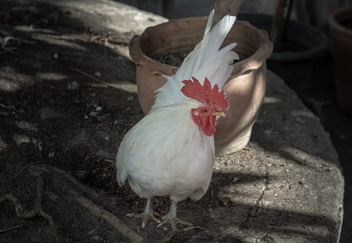 Beautiful white bantam chicken. White rooster standing on tree stump in the garden, Copy space, Selective focus.