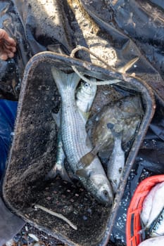A black bucket filled with fresh fish is on a table. The fish are small and appear to be dead