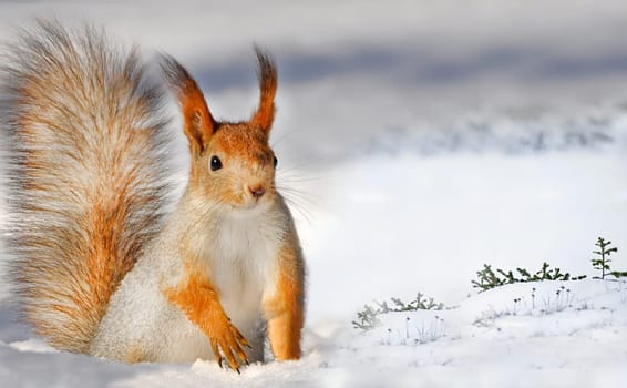 A squirrel (Sciurus vulgaris) stands on the snow, spreading its fluffy tail, demonstrating the winter landscape in nature
