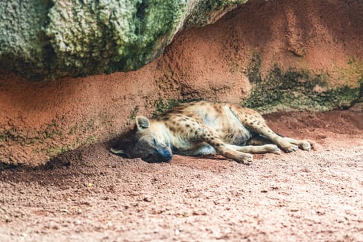 A hyena resting in a natural setup under a rock formation, emphasizing the natural and wild environment provided by nature conservation efforts.