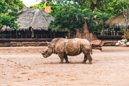 Rhino standing on sandy ground with a natural backdrop, emphasizing wildlife in its natural habitat. Captures the majestic presence of this large mammal.