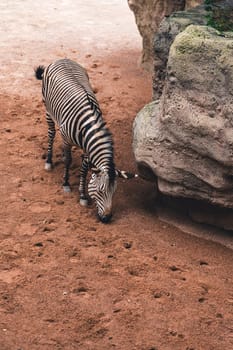 Zebra grazing on sandy ground near a large rock, highlighting its natural habitat and behavior. Captures the essence of wildlife in a natural setting.