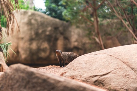 Mongoose standing on rocky ground, surrounded by natural elements. Emphasizes the animal alert posture and natural habitat.