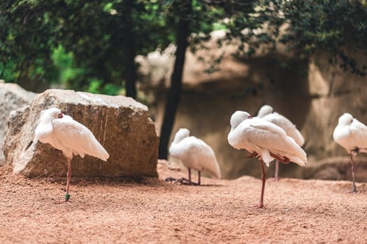 Group of white spoonbills resting on one leg, surrounded by rocks and natural elements. Emphasizes their behavior and serene environment.