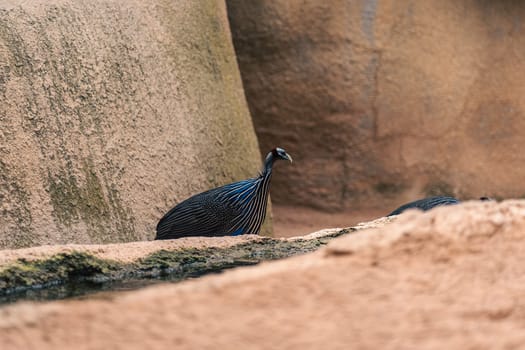 Guineafowl standing in a rocky environment, showcasing its natural habitat and distinctive plumage. Emphasizes the bird behavior and setting.