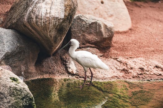 White spoonbill standing by water near rocks, highlighting its natural habitat and elegant posture. Captures the essence of wildlife in a serene environment.