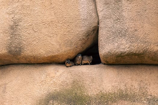 Three hyraxes hiding in a rock crevice, emphasizing their natural habitat and behavior. Captures the social behavior and environment of these small mammals.