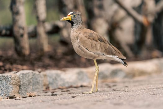Wattled lapwing standing on a path, showcasing its distinctive features and natural behavior. Emphasizes the bird habitat and posture.