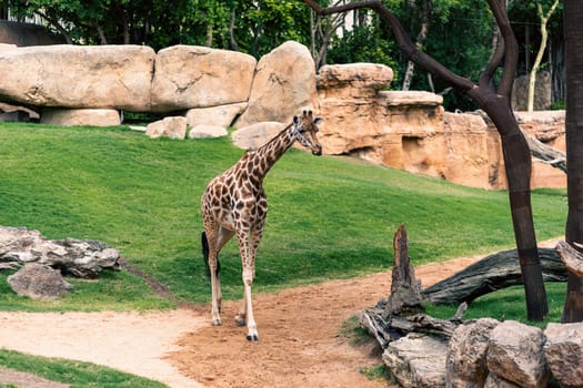 Giraffe walking on a path in its natural habitat, surrounded by greenery and rocks. Highlights the animal tall stature and environment.