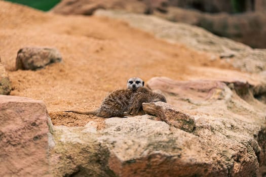 Two meerkats cuddling on a rock, highlighting their social behavior and natural habitat. Captures the essence of wildlife in a serene setting.