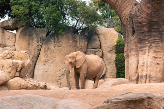 Elephant standing in a rocky habitat with trees in the background, emphasizing its natural environment and majestic presence. Captures the essence of wildlife.