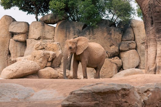 Elephant standing in a rocky habitat with trees in the background, emphasizing its natural environment and majestic presence. Captures the essence of wildlife.