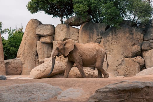 Elephant walking among rocks and trees, emphasizing its natural environment. Captures the essence of wildlife and the elephant majestic presence.