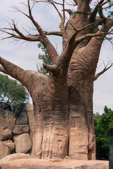 Baobab tree standing tall in a rocky landscape, emphasizing its unique structure and natural environment. Captures the essence of the African wilderness.