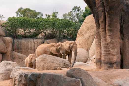Group of elephants standing among rocks and trees, emphasizing their natural environment and social behavior. Captures the essence of wildlife.