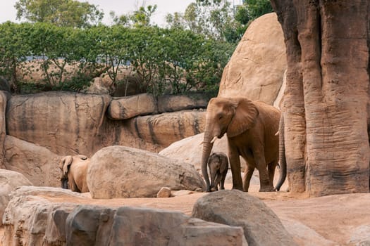 Baby elephant nuzzling its mother among rocks and trees, showcasing the tender bond between them in a serene natural environment.