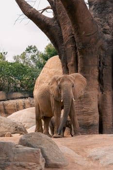 African elephant standing among rocky terrain with lush greenery in the background, showcasing the majestic beauty and natural environment of the species.