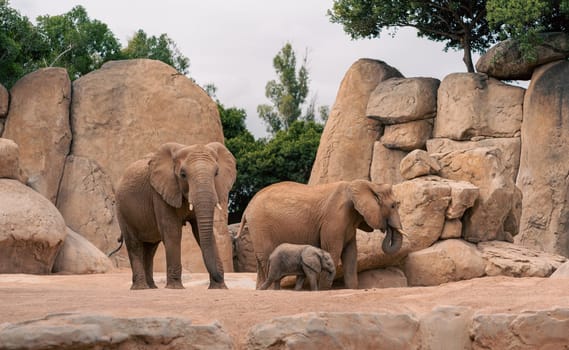 A family of African elephants, including adults and calves, in a rocky, natural-looking habitat. They are interacting and moving together, highlighting family bonds and natural behavior.