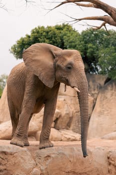 Group of African elephants, including a baby, walking among rocks and trees in a natural setting, depicting family bonding and wildlife conservation.