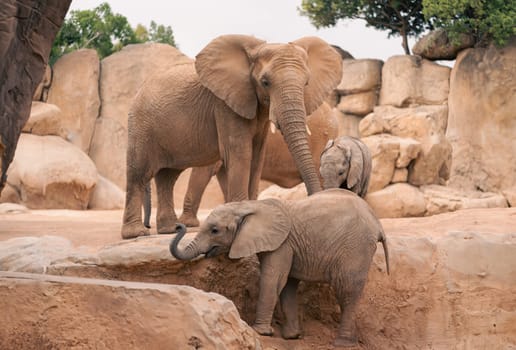 Young elephants playfully interacting within a natural sanctuary. The rocky landscape provides a safe, enriching environment for these calves, showcasing the importance of conservation efforts.