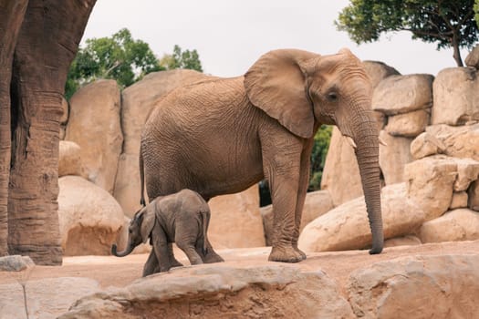 An adult African elephant and its calf walk together in a rocky terrain. The image emphasizes their bond and the rugged environment, highlighting natural behavior and conservation.