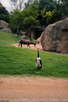 A crane elegantly walks through a green meadow, with rocky terrain and other wildlife in the background. The image captures the crane grace and the natural beauty of its environment.