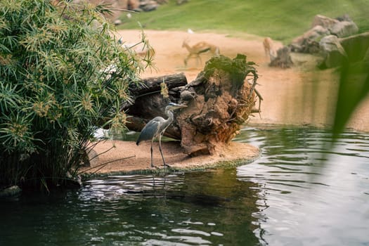 A heron stands by the water edge in a lush natural reserve. The serene scene captures the bird s grace and the rich vegetation surrounding it, emphasizing the beauty of wildlife.