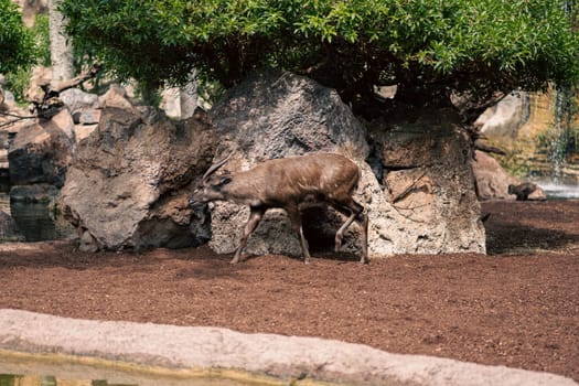 An antelope stands beside a large rock in its enclosure. The scene highlights the naturalistic setting with trees and rocks, capturing the antelope posture and the surrounding environment.