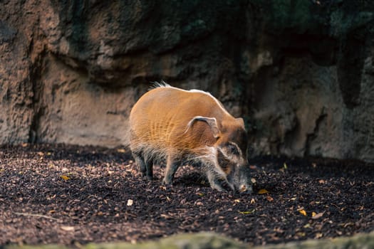 A wild boar sniffs the ground in a natural enclosure. The image captures the boar behavior and the earthy surroundings, emphasizing the animal natural habitat and the tranquility of the setting.