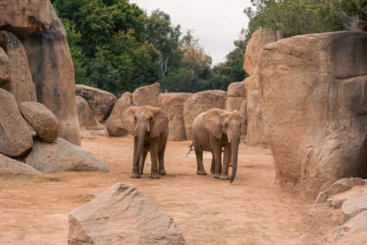 Two elephants stand in a rocky habitat with surrounding vegetation. The scene captures the elephants presence and the natural environment, highlighting peaceful and majestic nature of these animals.