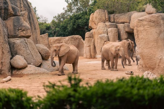 A group of elephants gather in a natural habitat surrounded by rocks and greenery. The image captures the social behavior of the elephants and the tranquil environment, highlighting natural setting.