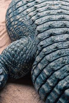 A close-up of crocodile skin texture, emphasizing the intricate patterns and rugged surface. The image highlights the detailed structure of the scales, showcasing the uniqueness of reptilian skin.